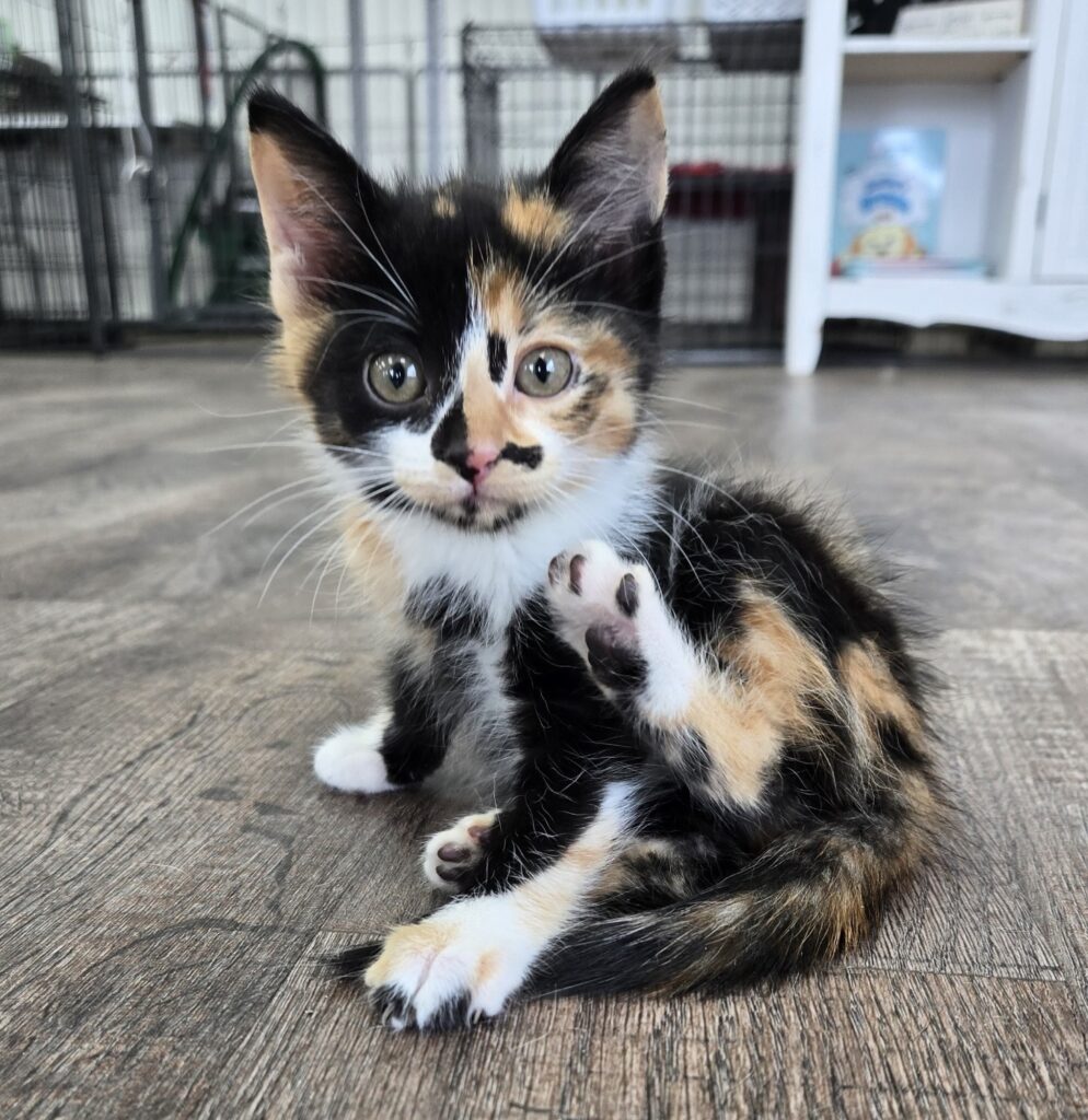 Diva Callico Short Haired Kitten