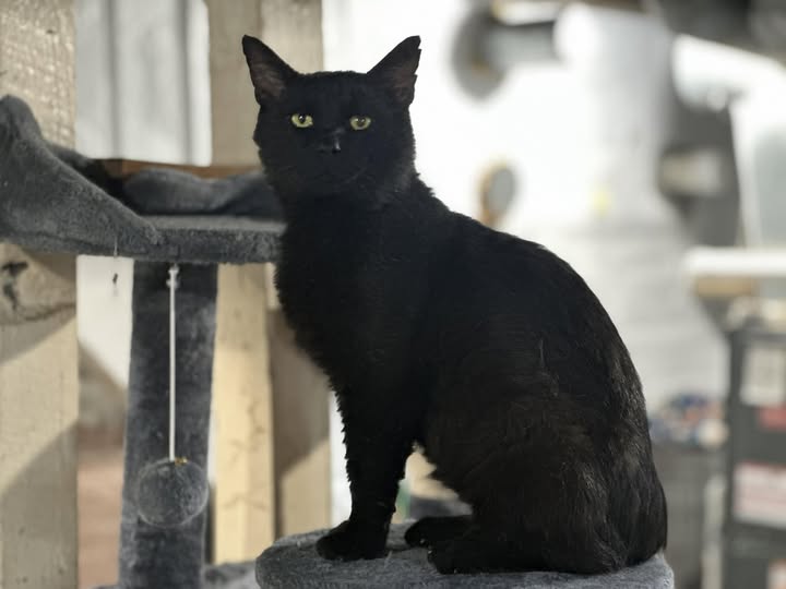 Onyx Male 8 Years old