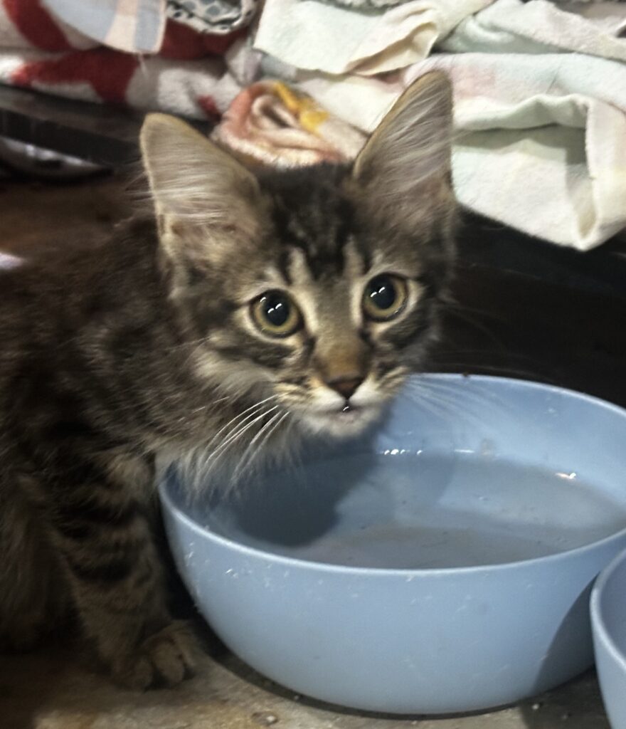 Bandit  Tabby Long Haired Kitten Male