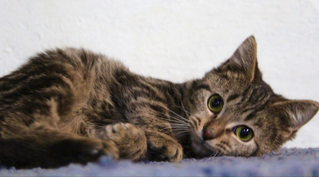 Lilly Long Haired Tabby Female Kitten