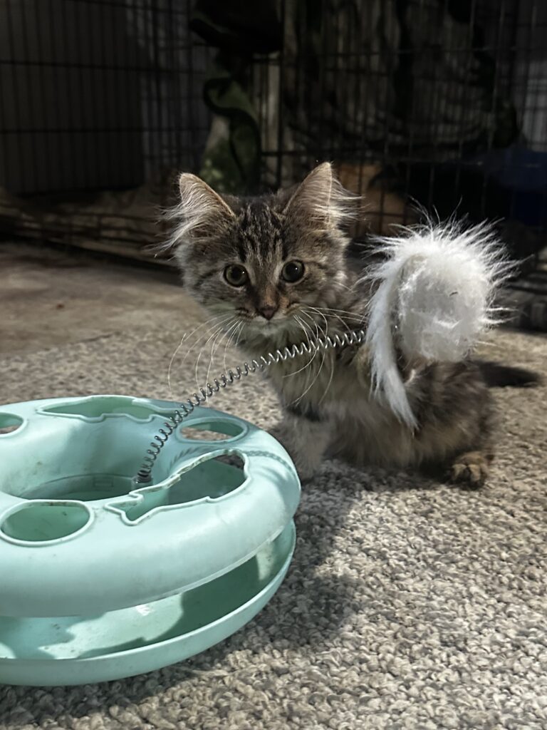 Bella Long Haired Tabby Female Kitten