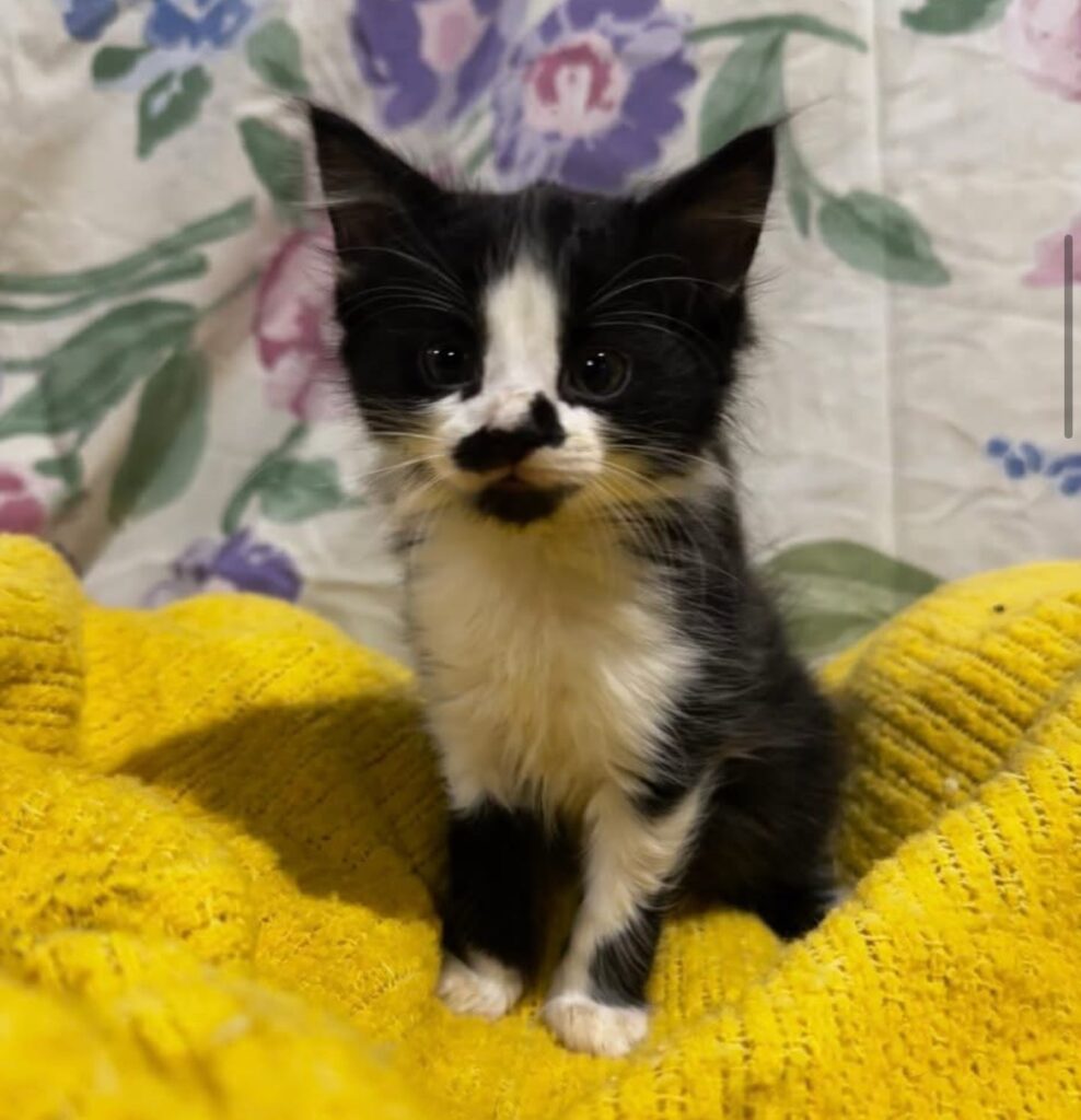 Max Black and White Long Haired Male Kitten