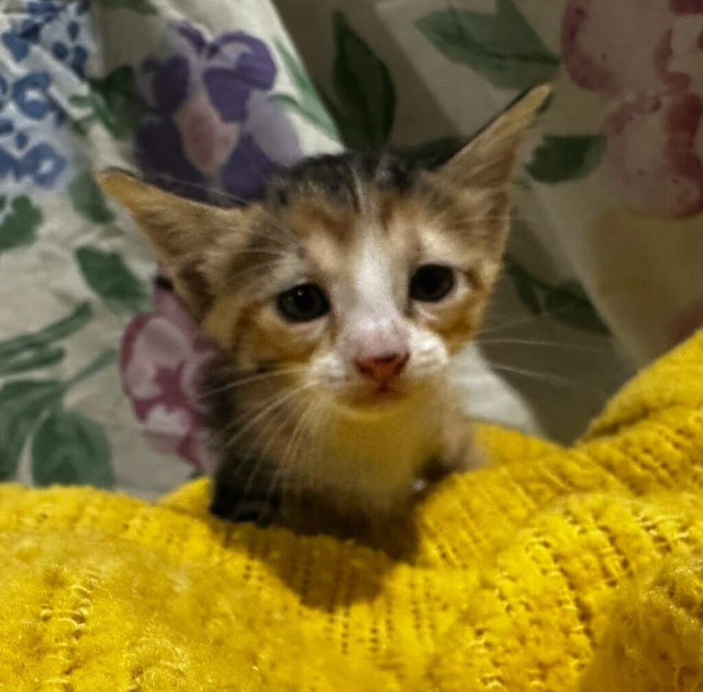 Truffle Calico Kitten Female