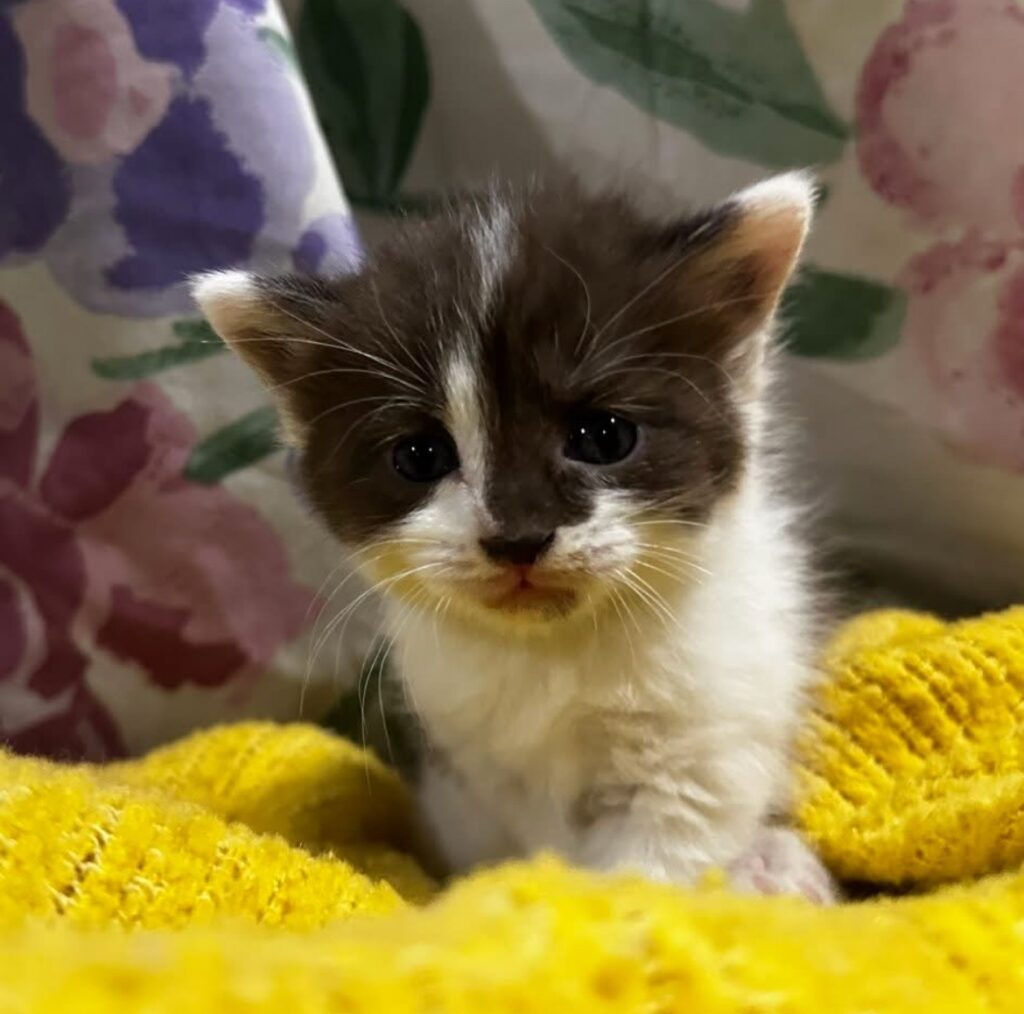 Java Short Haired Domestic Brown/White Kitten Female