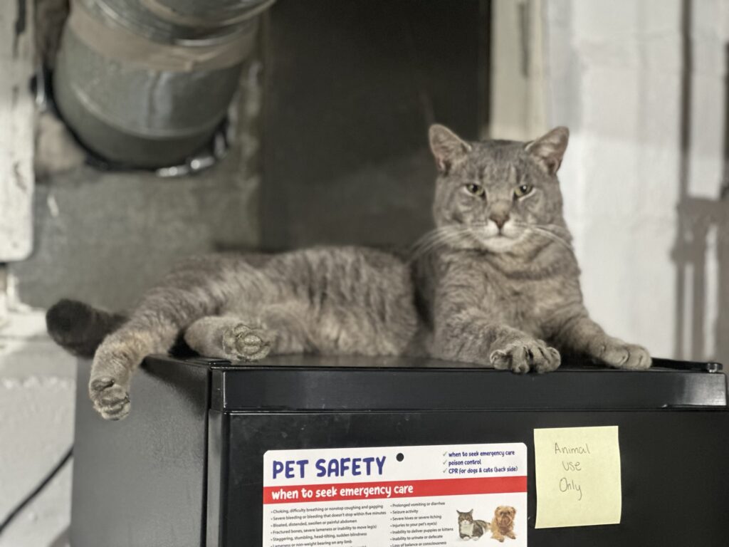Olive Grey Short Haired Domestic Male
