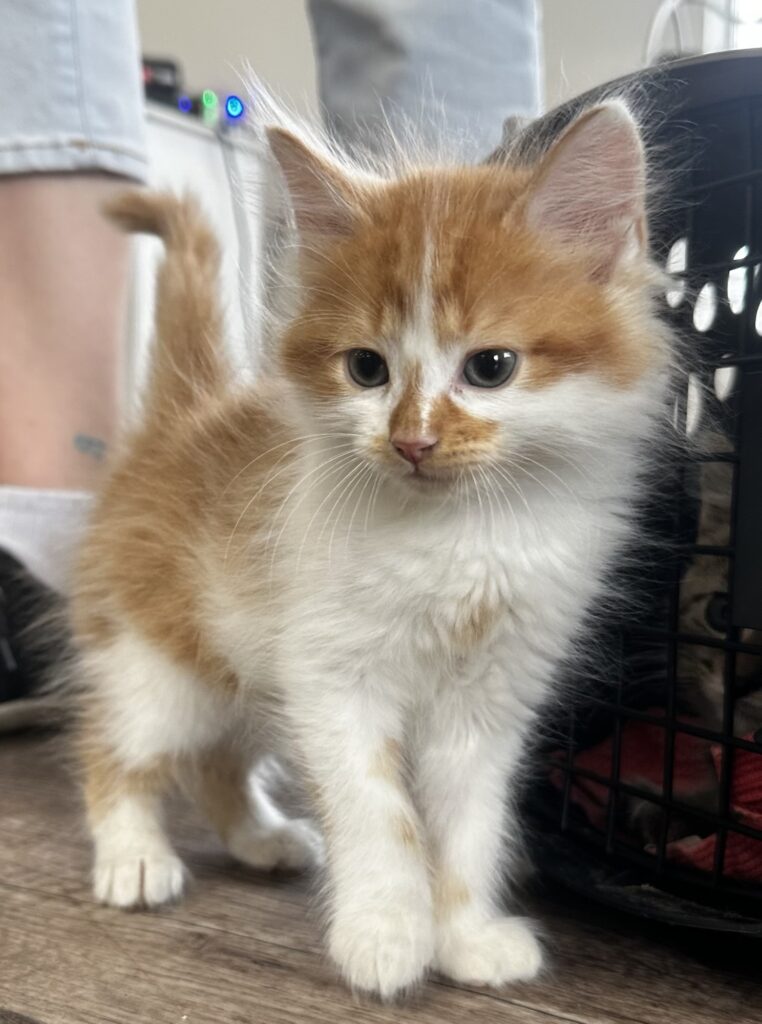 Sandy Orange and White Long Haired Female Kitten.