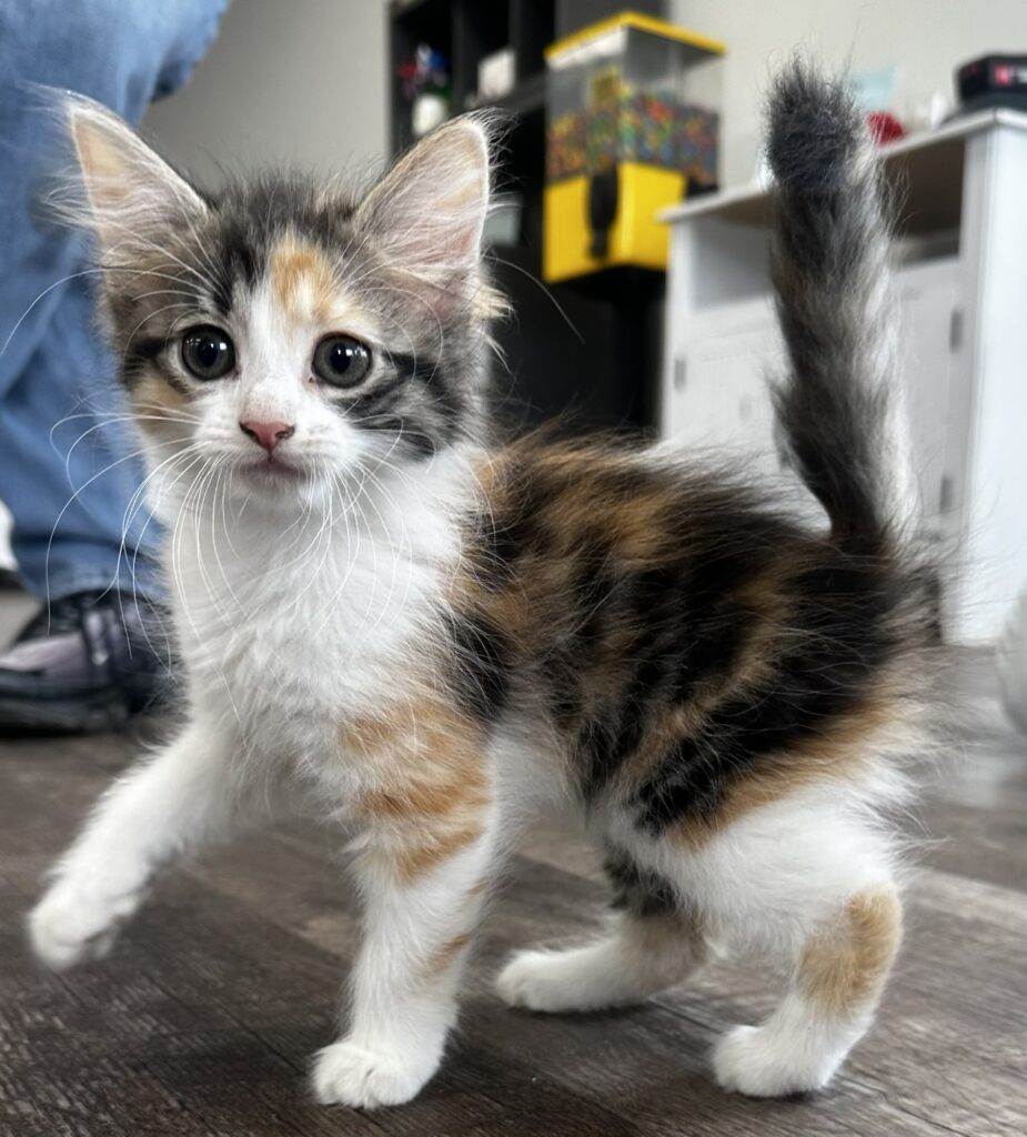 Juniper Dark Calico Long Haired Female Kitten