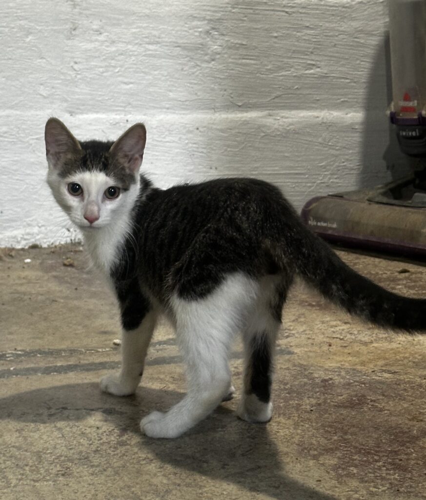 Ozzy Tabby/Domestic Short Hair Kitten Male