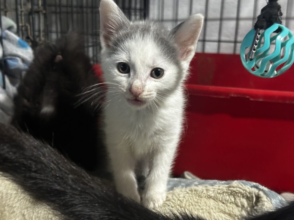 Cinder Grey/White Short Hair Domestic Kitten Female