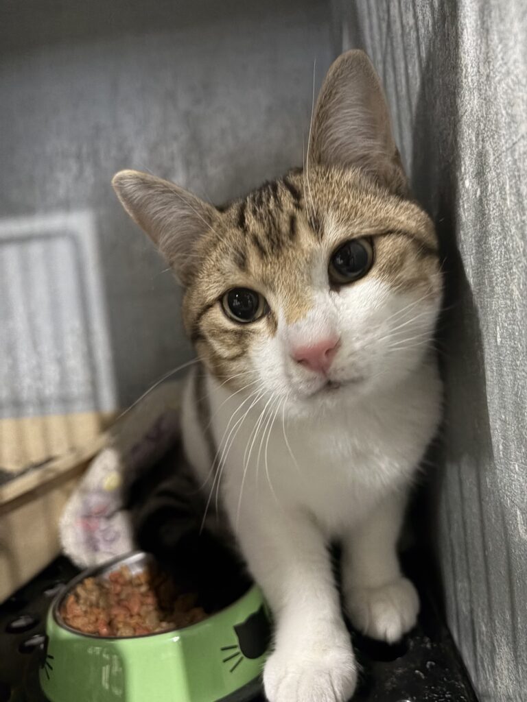 Meet Binx – Our Playful Little Explorer