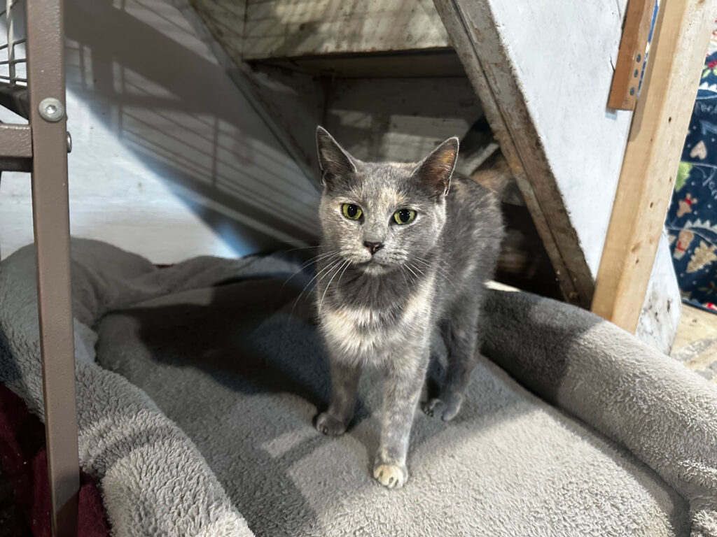 🌫️ Meet Misty – A Gentle Soul Looking for a Quiet, Loving Home 🐾