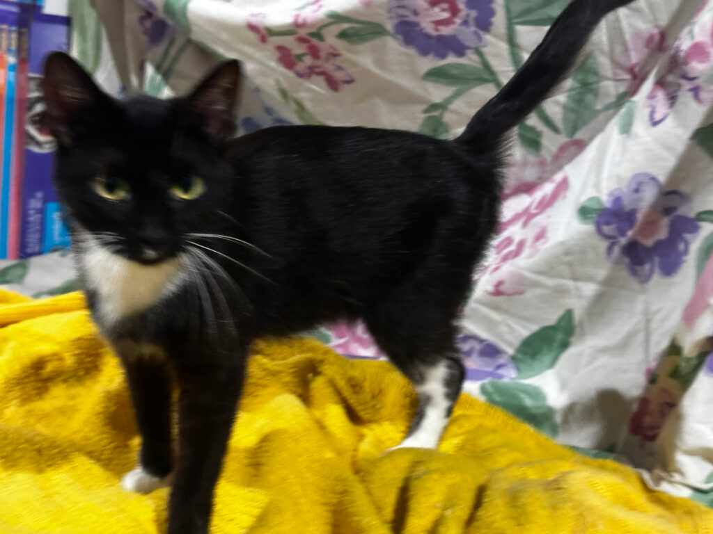 🐾 Meet Ivy & Willow – Bonded Tuxedo Sisters Full of Love! 🖤🤍