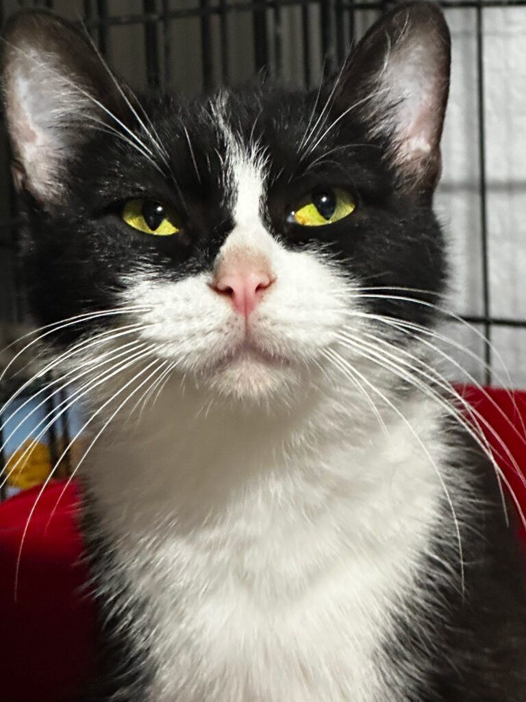 Meet Salem!  3 Year old Shorthaired Tuxedo🖤🤍