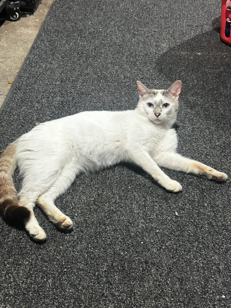 🐾 Meet Mickey – A Handsome Siamese Mix Ready to Steal Your Heart! 🐱