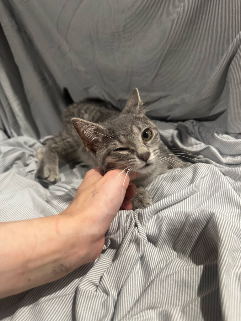 Nova Female Grey Tabby