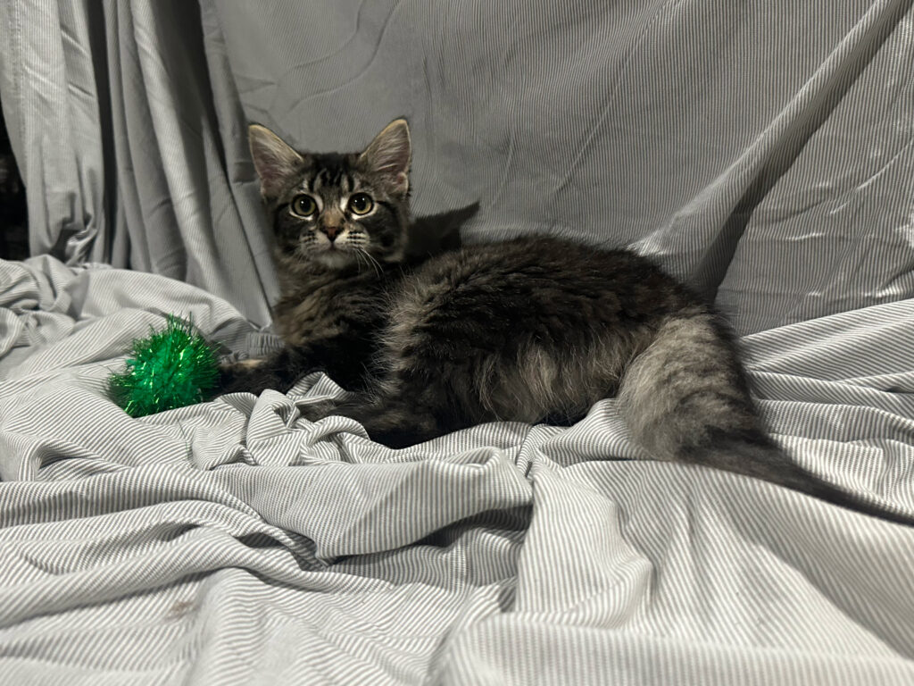 Rue Female Long Haired Tabby