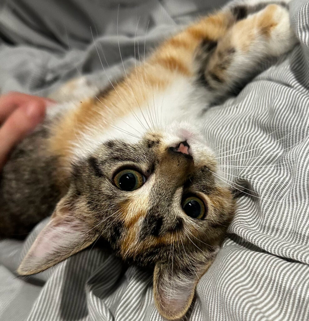 Wyila Calico Kitten Female