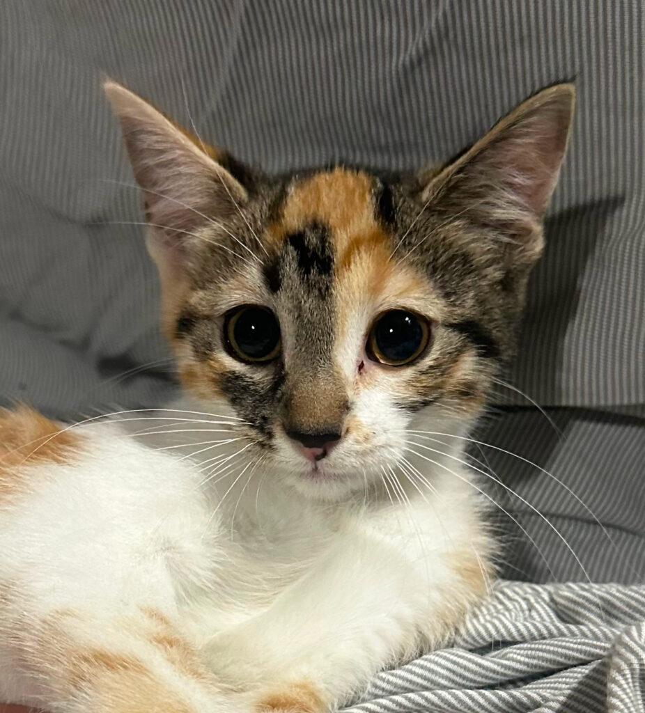 Aspin Tabby Calico Kitten Female by