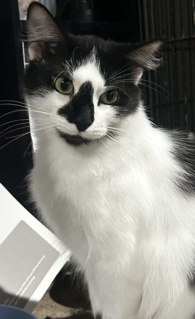 🌸 Meet Blossom – Our Beautiful, Outgoing Long-Haired Lady! 🐾