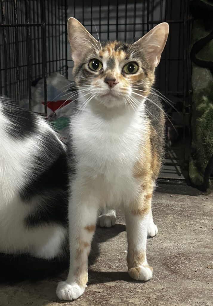 🐾 Say Hello to Cinnamon – Our Spicy-Sweet Tiger Beauty! 🐯