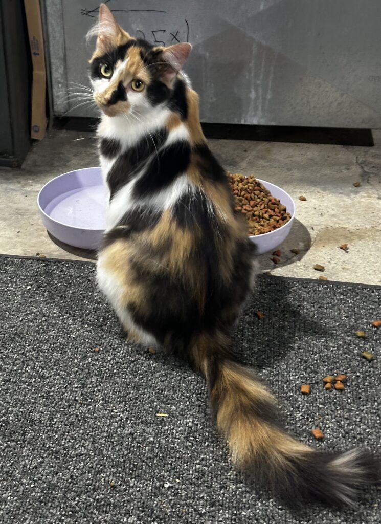Meet Sage — a 2-year-old long haired calico beauty with a heart as soft as her fur. 🌿
