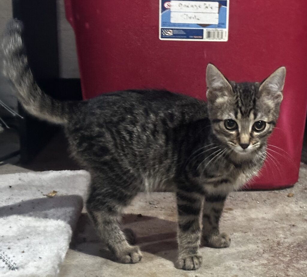 Gouda Tabby Kitten Male