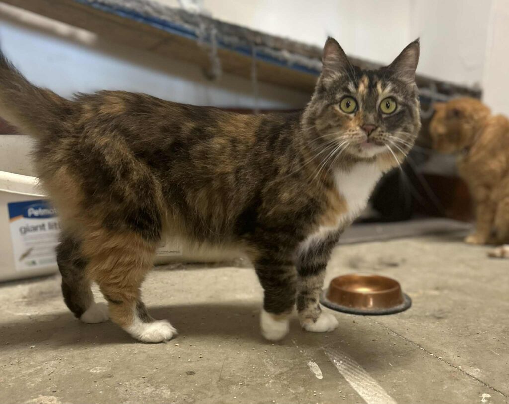 Meet Daisy Long Haired Tiger Mix – Our Laid-Back Sweetheart with Personality