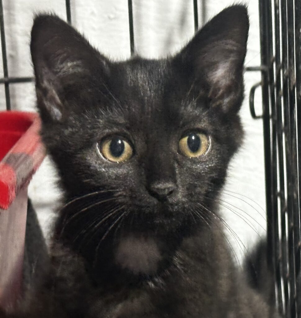 Nebula Black Domestic Short Haired Kitten Female
