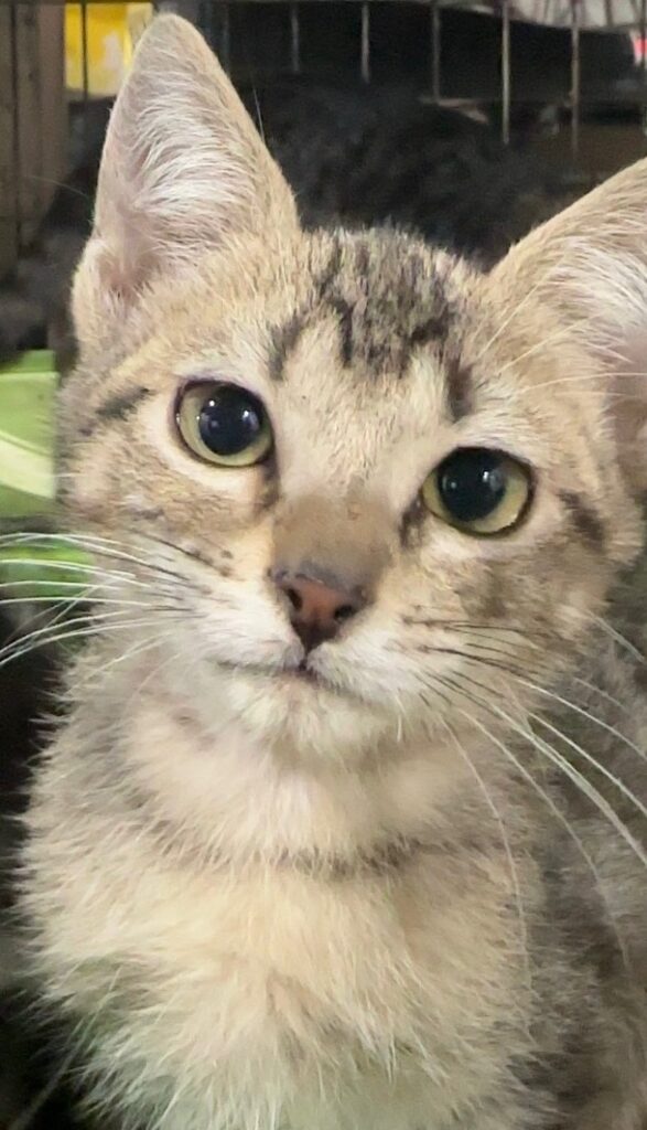 Suki Tabby Kitten Male