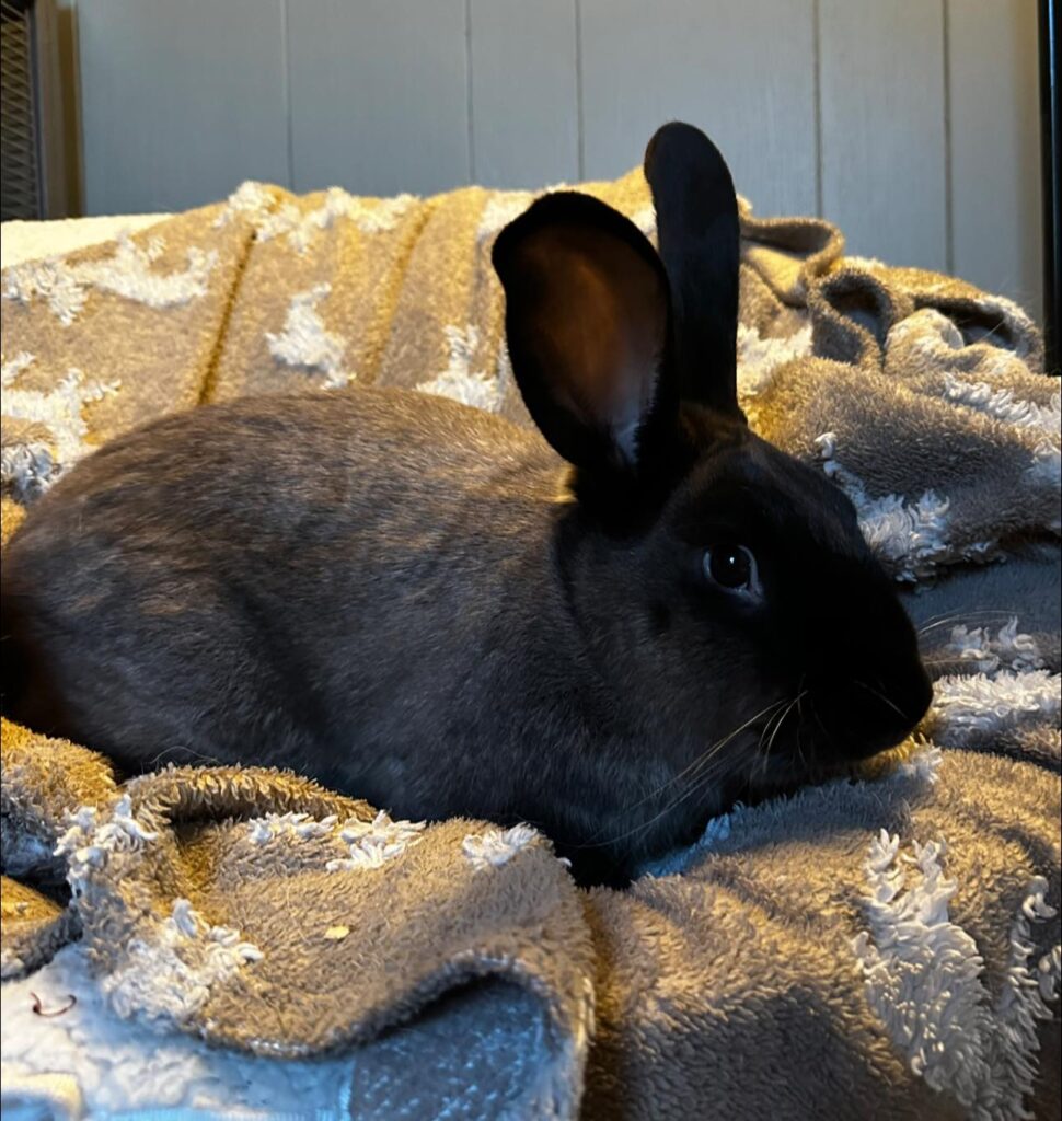Sable Male Rabbit (8 Months Old)