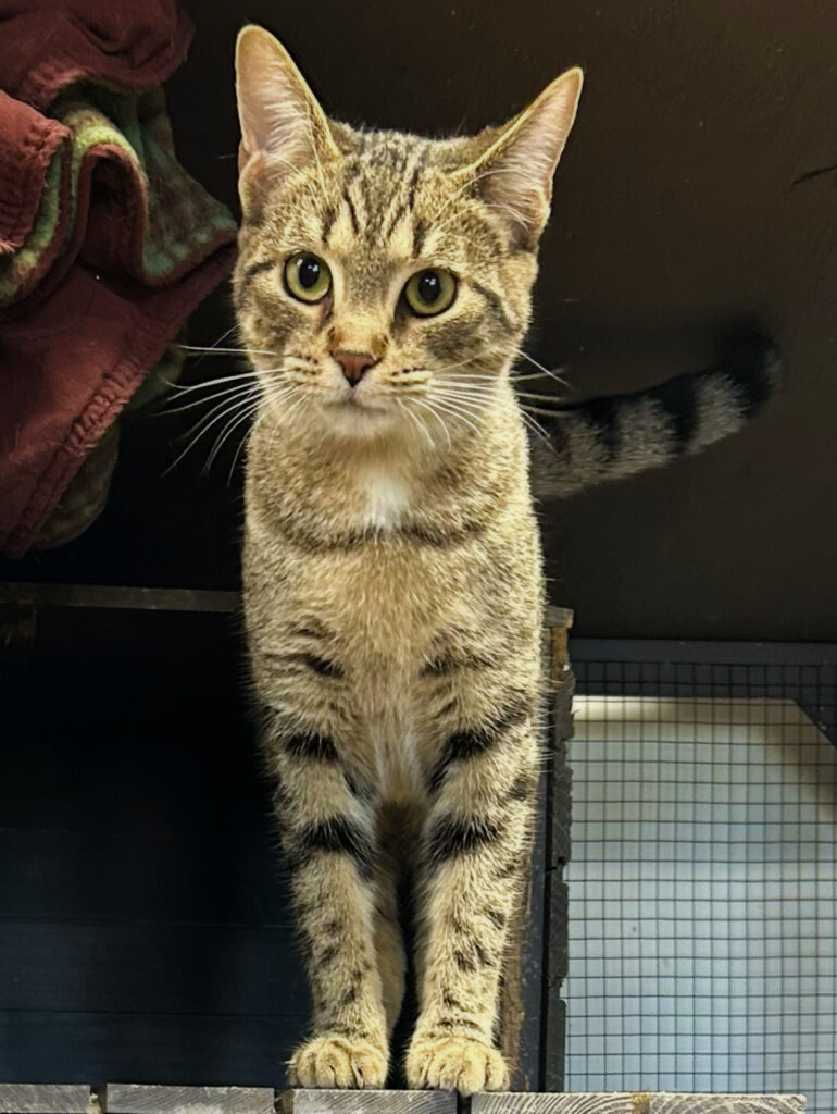 🐾 Meet Bethany — Our Beautiful Tiger-Striped Sweetheart! 🐾