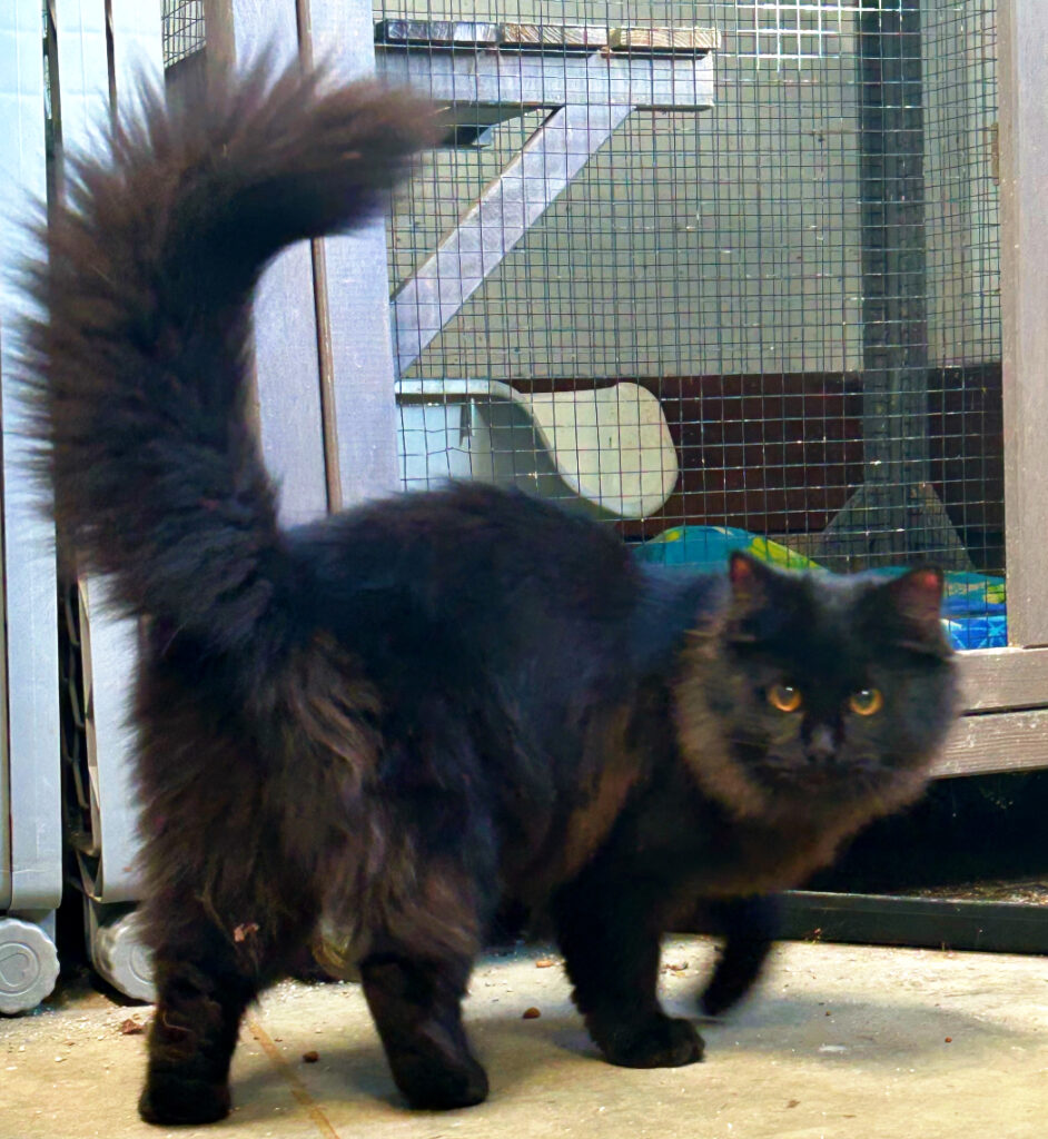🐾 Meet Miss Lucy — Our Stunning Long-Haired Black Beauty! 🐾