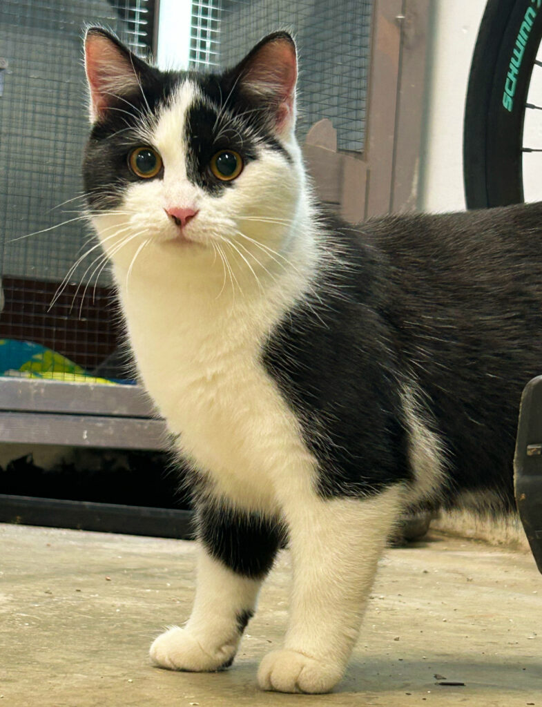 🐾 Meet Molly — Our Sweet Black & White Beauty! 🐾