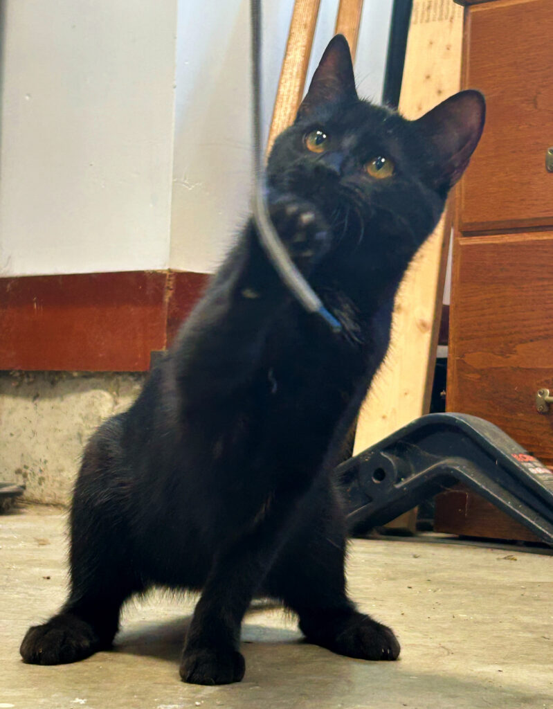 🐾 Meet Tilly — Our Shiny Short-Haired Black Sweetheart! 🐾