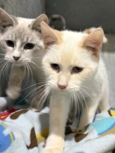 Adoption Event – Feburary 15, 2026  Rual King Van Wert Ohio