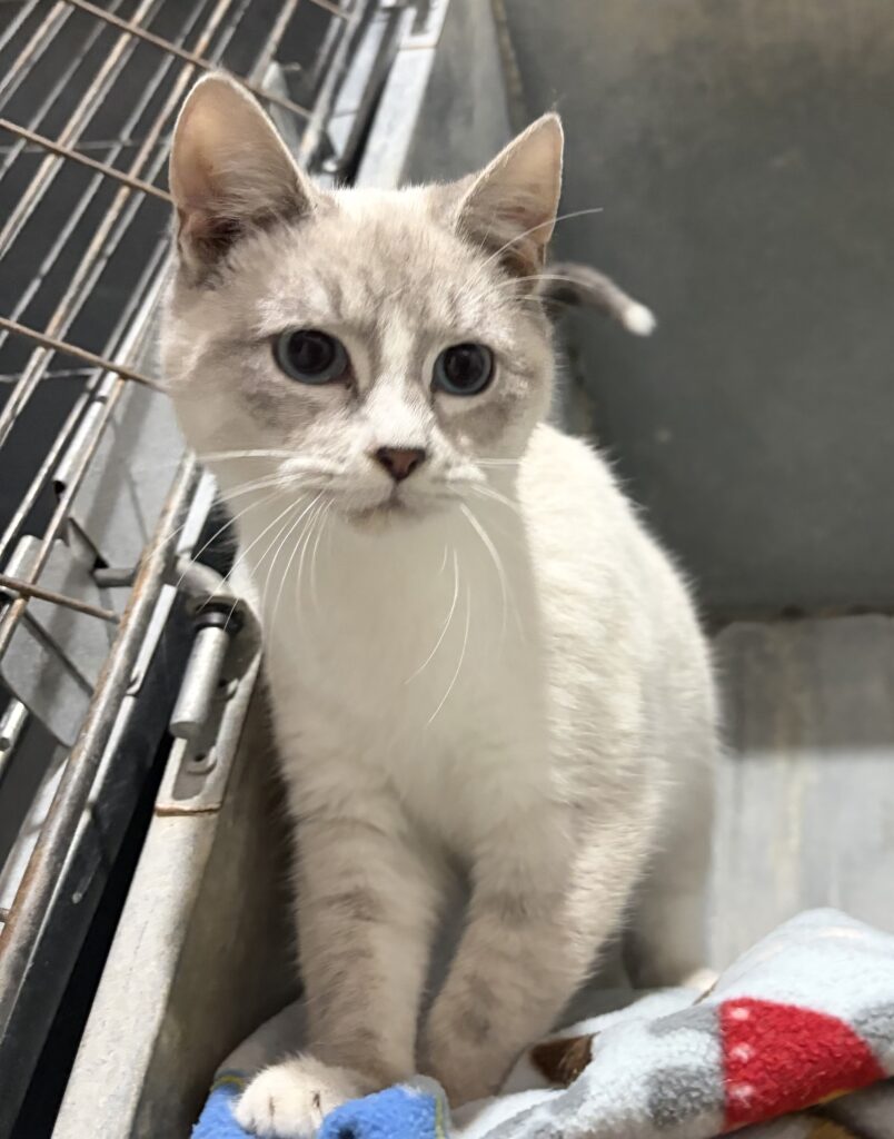 🐾 Meet Ghost: The Stunning Male Siamese Cat Looking for a Loving Home 👻🐾