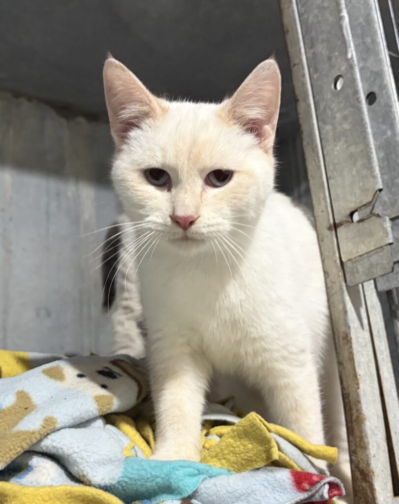🐾 Meet Casper: A Handsome Siamese Cat Ready for His Forever Home 🐾💙
