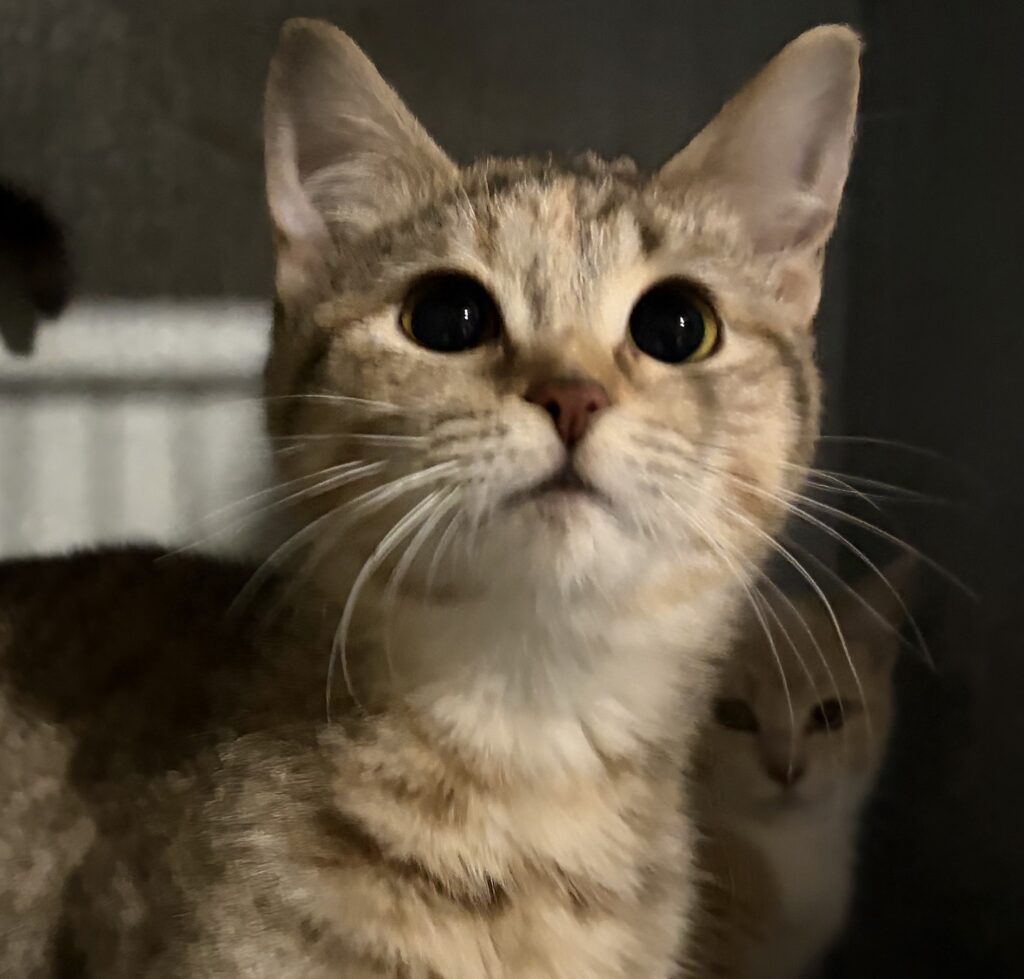 🐾 Meet Clover: 5-Month-Old Female Shorthaired Kitten Ready for Adoption 🐾💙