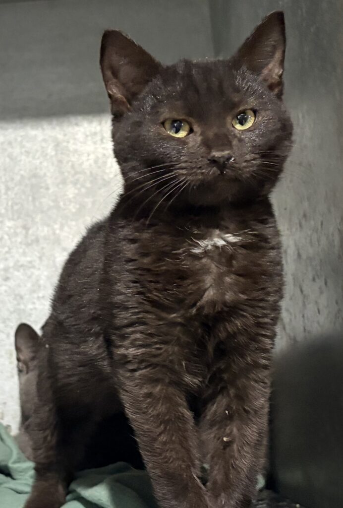 🐾 Meet Boo: 5-Month-Old Short haired Male Kitten Ready for Adoption 🐾💙