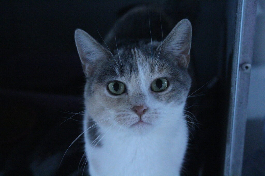 🐾 Meet Buttercup: 2-Year-Old Female Dilute Clico Ready for Adoption 🐾💙