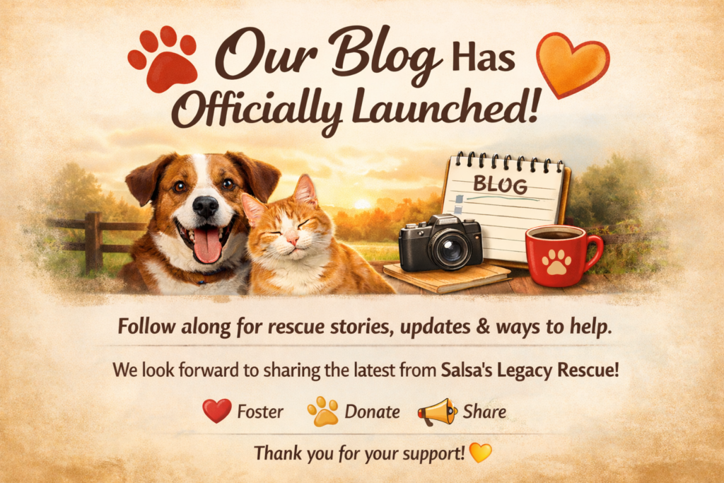 Our Blog is Officially Launched